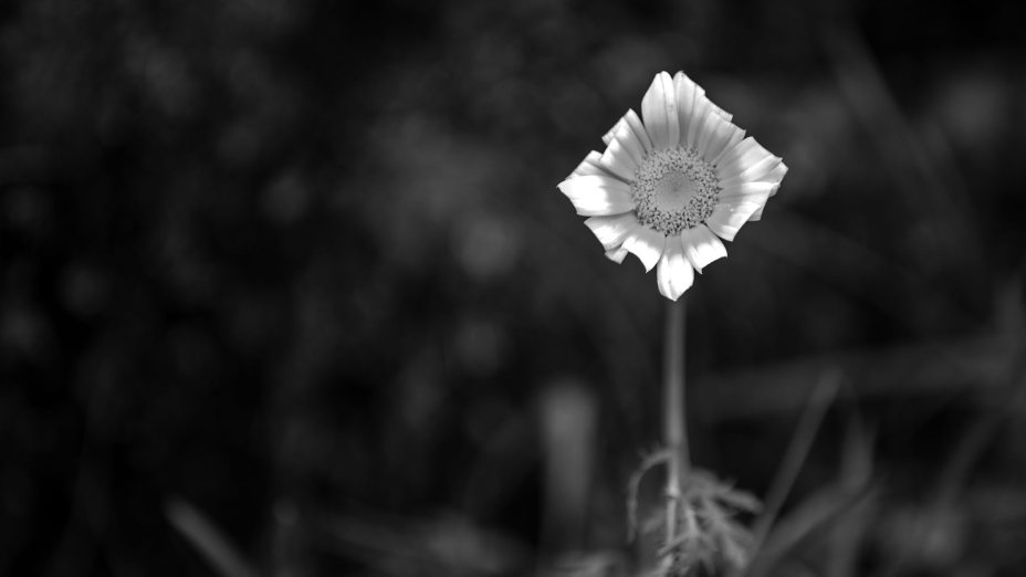 Gewalt im Schatten des Jugendzentrums: Eine Gemeinschaft verweigert Gerechtigkeit