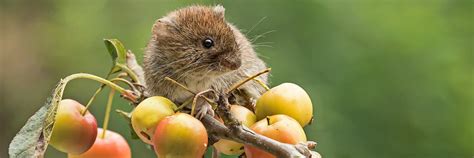 Hantavirus – Der vorbereitete Wirtschaftsabgrund der deutschen Republik